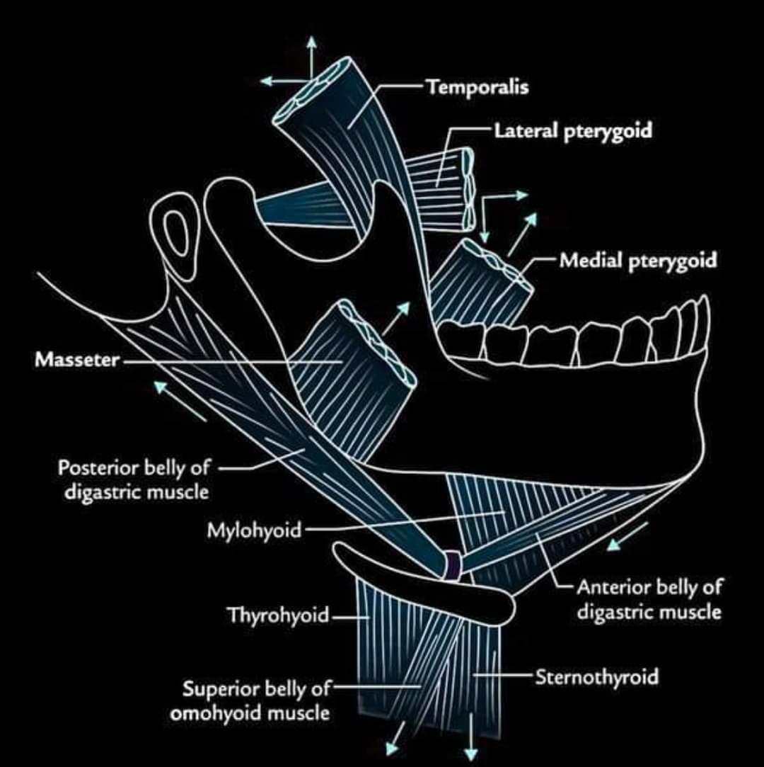 Muscles Of Face